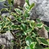 Kép 2/5 - Ilex aquifolium 'Aurea Marginata' – tarkalevelű magyal