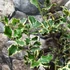 Kép 5/5 - Ilex aquifolium 'Aurea Marginata' – tarkalevelű magyal