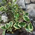 Kép 4/5 - Ilex aquifolium 'Aurea Marginata' – tarkalevelű magyal
