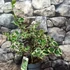 Kép 3/5 - Ilex aquifolium 'Aurea Marginata' – tarkalevelű magyal