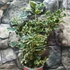 Kép 4/8 - Ilex aquifolium 'Aurea Marginata' – tarkalevelű magyal