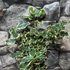 Kép 5/8 - Ilex aquifolium 'Aurea Marginata' – tarkalevelű magyal