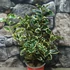 Kép 6/8 - Ilex aquifolium 'Aurea Marginata' – tarkalevelű magyal