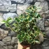 Kép 7/8 - Ilex aquifolium 'Aurea Marginata' – tarkalevelű magyal