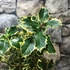 Kép 1/8 - Ilex aquifolium 'Aurea Marginata' – tarkalevelű magyal