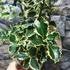 Kép 3/8 - Ilex aquifolium 'Aurea Marginata' – tarkalevelű magyal