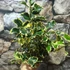 Kép 8/8 - Ilex aquifolium 'Aurea Marginata' – tarkalevelű magyal
