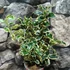 Kép 2/8 - Ilex aquifolium 'Aurea Marginata' – tarkalevelű magyal