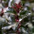 Kép 1/8 - Ilex meserveae 'Gentle' – Kék magyal