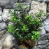 Kép 7/8 - Ilex meserveae 'Gentle' – Kék magyal
