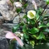 Kép 3/10 - Helleborus 'Ice N Roses Rose' - hunyor