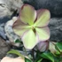 Kép 4/10 - Helleborus 'Ice N Roses Rose' - hunyor