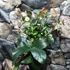 Kép 5/10 - Helleborus 'Ice N Roses Rose' - hunyor