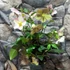 Kép 6/10 - Helleborus 'Ice N Roses Rose' - hunyor