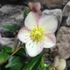 Kép 7/10 - Helleborus 'Ice N Roses Rose' - hunyor