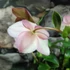 Kép 8/10 - Helleborus 'Ice N Roses Rose' - hunyor