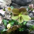 Kép 9/10 - Helleborus 'Ice N Roses Rose' - hunyor