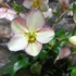 Kép 10/10 - Helleborus 'Ice N Roses Rose' - hunyor