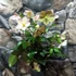 Kép 2/10 - Helleborus 'Ice N Roses Rose' - hunyor