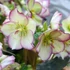 Kép 1/10 - Helleborus 'Ice N Roses Rose' - hunyor