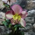Kép 3/8 - Helleborus 'Heuger Ice N Roses Rosetta' - hunyor