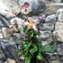 Kép 4/8 - Helleborus 'Heuger Ice N Roses Rosetta' - hunyor