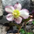 Kép 5/8 - Helleborus 'Heuger Ice N Roses Rosetta' - hunyor