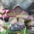 Kép 6/8 - Helleborus 'Heuger Ice N Roses Rosetta' - hunyor