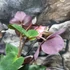 Kép 7/8 - Helleborus 'Heuger Ice N Roses Rosetta' - hunyor