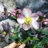 Kép 8/8 - Helleborus 'Heuger Ice N Roses Rosetta' - hunyor