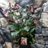 Kép 2/8 - Helleborus 'Heuger Ice N Roses Rosetta' - hunyor