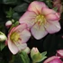 Kép 1/8 - Helleborus 'Heuger Ice N Roses Rosetta' - hunyor
