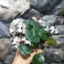 Kép 2/13 - Cyclamen coum mix - Kereklevelű télálló ciklámen, levirágzott