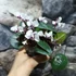 Kép 6/13 - Cyclamen coum mix - Kereklevelű télálló ciklámen, levirágzott