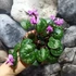 Kép 5/13 - Cyclamen coum mix - Kereklevelű télálló ciklámen, levirágzott