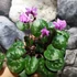 Kép 10/13 - Cyclamen coum mix - Kereklevelű télálló ciklámen, levirágzott