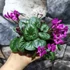 Kép 3/13 - Cyclamen coum mix - Kereklevelű télálló ciklámen, levirágzott