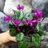 Kép 13/13 - Cyclamen coum mix - Kereklevelű télálló ciklámen, levirágzott