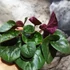 Kép 4/13 - Cyclamen coum mix - Kereklevelű télálló ciklámen, levirágzott