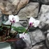 Kép 8/13 - Cyclamen coum mix - Kereklevelű télálló ciklámen, levirágzott