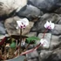 Kép 12/13 - Cyclamen coum mix - Kereklevelű télálló ciklámen, levirágzott