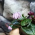 Kép 9/13 - Cyclamen coum mix - Kereklevelű télálló ciklámen, levirágzott
