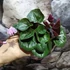 Kép 7/13 - Cyclamen coum mix - Kereklevelű télálló ciklámen, levirágzott