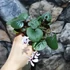 Kép 11/13 - Cyclamen coum mix - Kereklevelű télálló ciklámen, levirágzott
