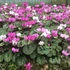 Kép 1/13 - Cyclamen coum mix - Kereklevelű télálló ciklámen, levirágzott