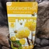 Kép 2/5 - Edgeworthia chrysantha - illatos virágú japán papírcserje