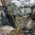 Kép 3/5 - Edgeworthia chrysantha - illatos virágú japán papírcserje