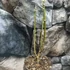 Kép 5/5 - Edgeworthia chrysantha - illatos virágú japán papírcserje