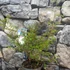 Kép 4/9 - Calliandra surinamensis ‘Dixie Pink’ / Balkon selyemakác