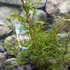 Kép 2/9 - Calliandra surinamensis ‘Dixie Pink’ / Balkon selyemakác